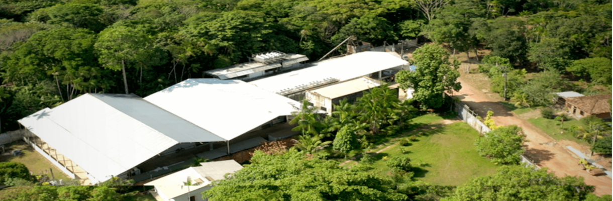 Açaí production plant from Pará in Brazil to Massachusetts